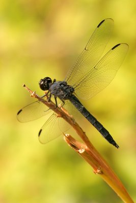 Slaty Skimmer