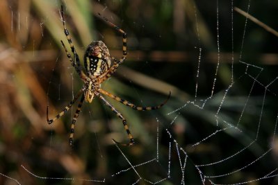 Silver Banded Argiope