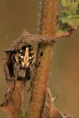 Hidden