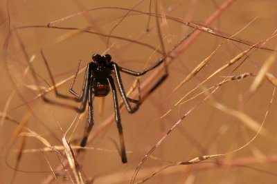 Male Black Widow