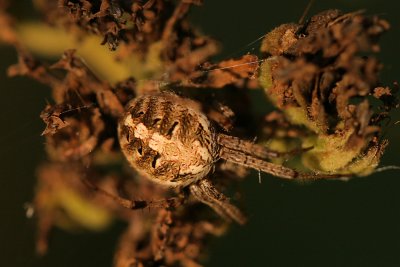 Orb Weaver