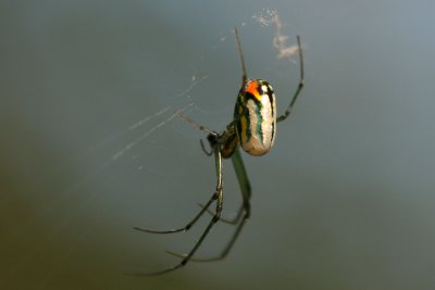Orchard Spider