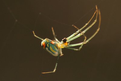 Orchard Spider