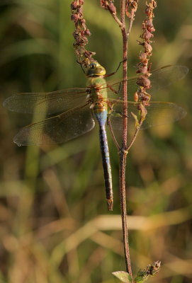 Common Green Darner
