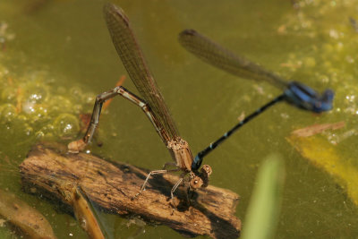 Blue Ringed Dancers