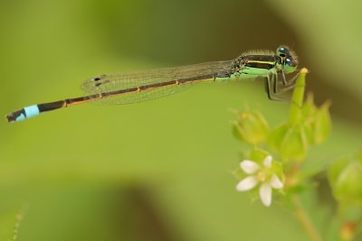 Ramburs Forktail