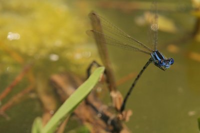 Blue Ringed Dancers
