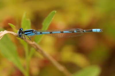 Familiar Bluet