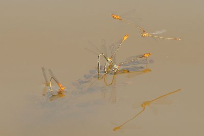Orange Bluets