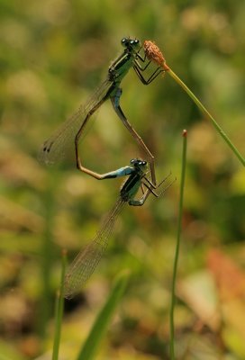Ramburs Forktails