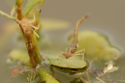 Damselfly Emerging,2