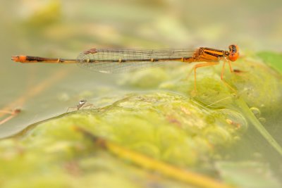 Orange Bluet (Male)