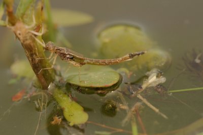 Damselfly Emerging,1