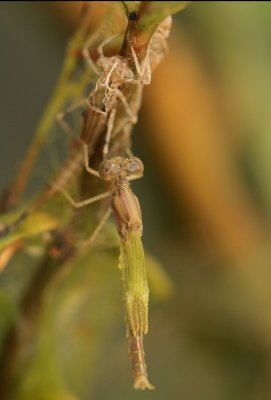 Damselfly Emerging,3