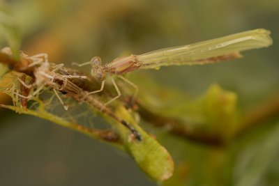 Damselfly Emerging, 4
