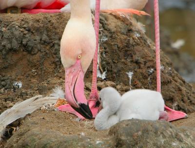 Flamingo and Baby