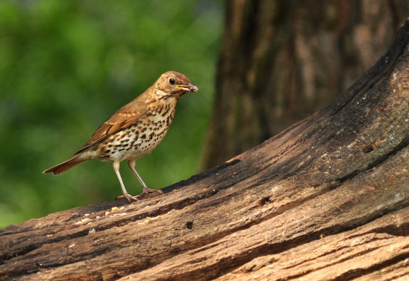 Thrush 2