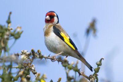 Gold Finch