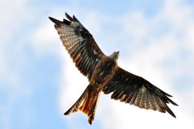 A Red Kite