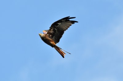 Red Kite in flight