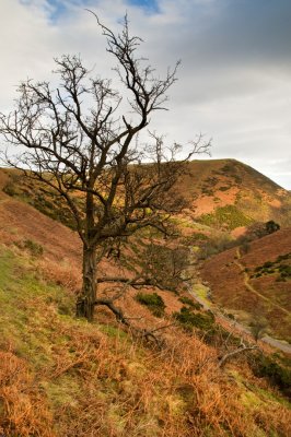 The tree in the Valley