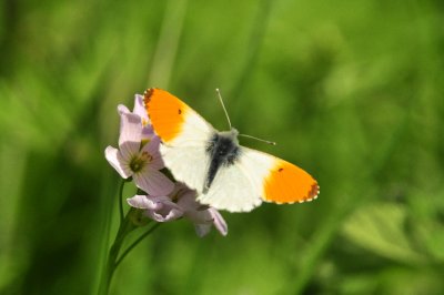 Male orange tip