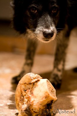 24th February 2009 - give a dog a bone