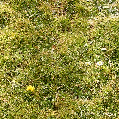 10th March 2010 - counting daisies