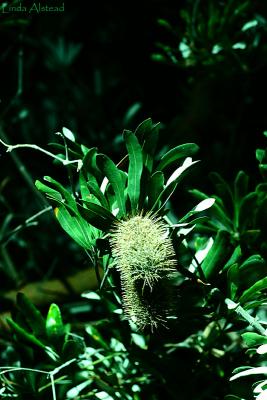 bottle brush?