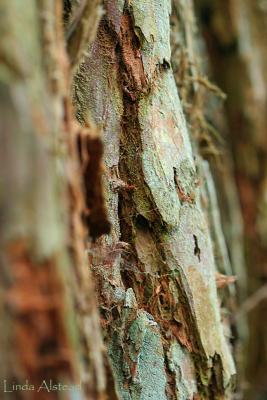 California Redwood bark
