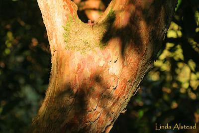 sunlight on a tree trunk