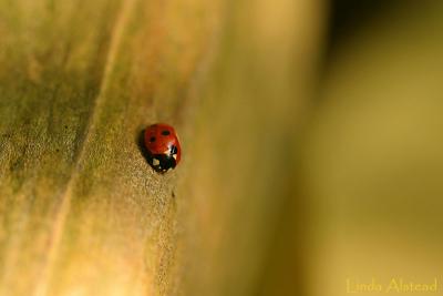 ladybird on a rail