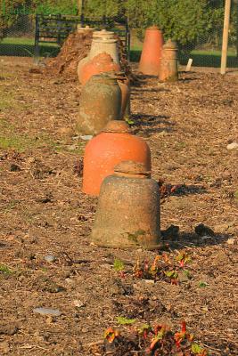 rhubarb forcers