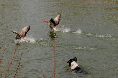 18th April 2006 - fun with geese