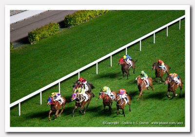 Horse Racing at Happy Valley at night