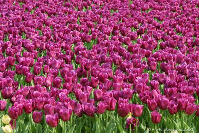 My favourite colour of tulips