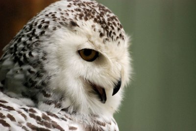 The Screech