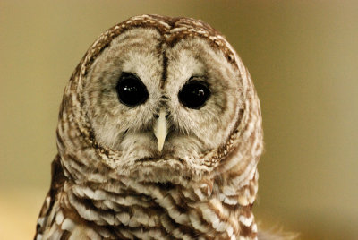 Owly Eyes