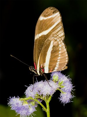 zebra heliconian butterfly.jpg