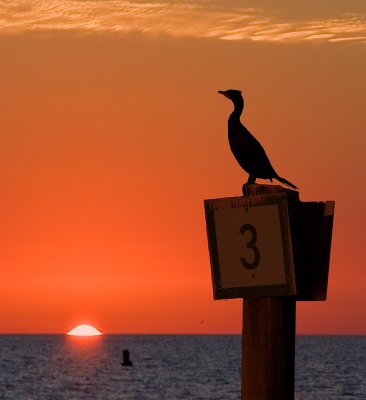 cormorant sunset.jpg