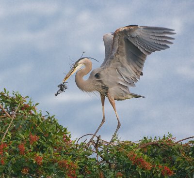 great blue heron w stick copy.jpg