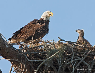 eagle w chick.jpg