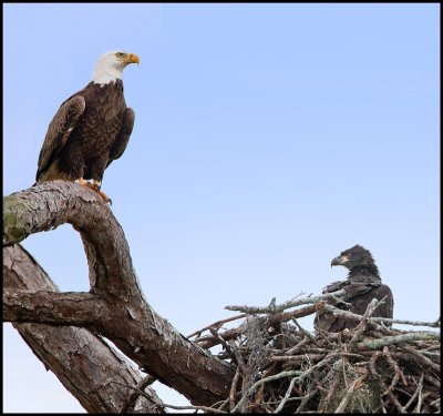 parent w chick pano copy.jpg