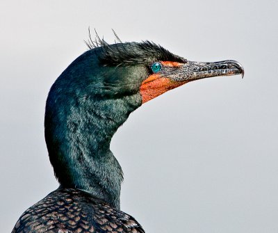 double crested cormorant.jpg
