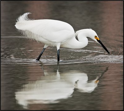 snowy egret hunting.jpg