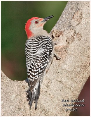 red bellied woodpecker.jpg