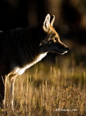 coyote at sunrise.jpg