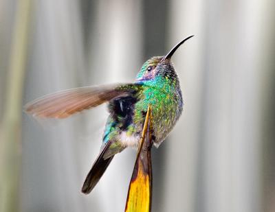 fluttering hummer v2 copy.jpg