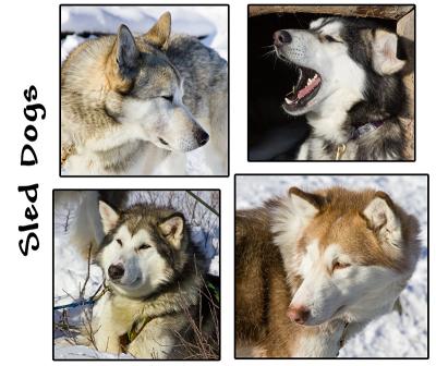 sled dogs 4email.jpg