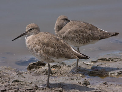 Willet sandpiper.jpg